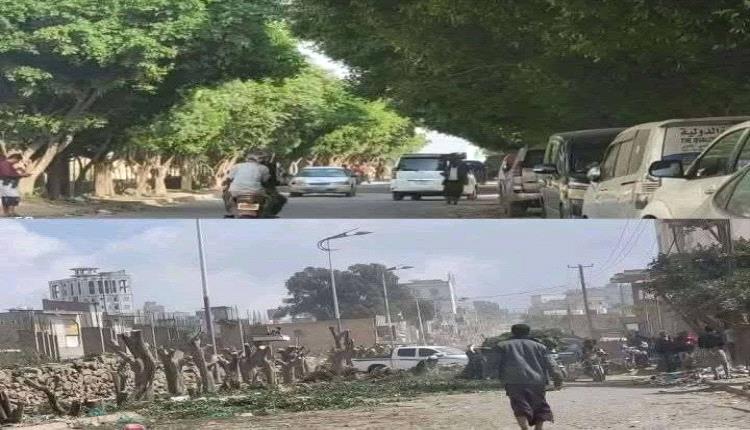 تحقيقات تكشف الجهة المسؤولة عن إزالة الأشجار في التربة