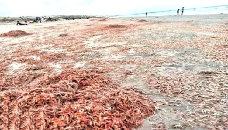 تقرير يكشف سبب نفوق الجمبري بكميات كبيرة في سقطرى