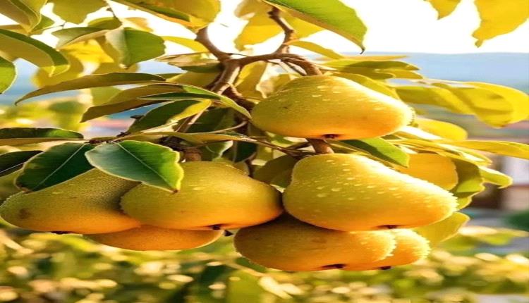 الكمثرى علاج طبيعي لحماية الأمعاء وحمايتها من الالتهابات 