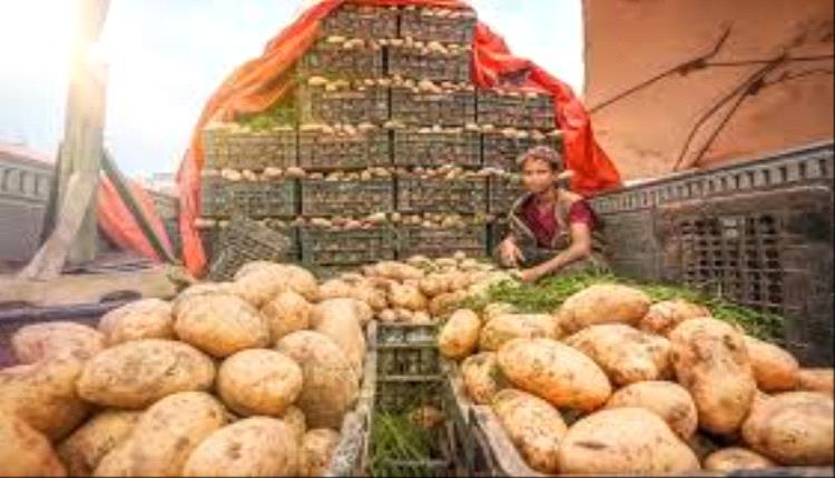 تحذيرات صحية تهز الأسواق.. مطالب بوقف دخول بطاط الحوثيين إلى مناطق الشرعية