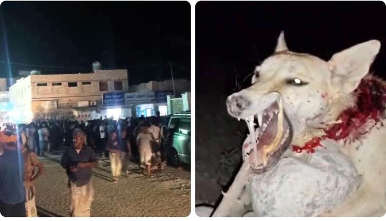 وحش غامض يهاجم شوارع حضرموت وينهش 12 شخص بينهم نساء وأطفال ويشعل استنفاراً مسلحاً