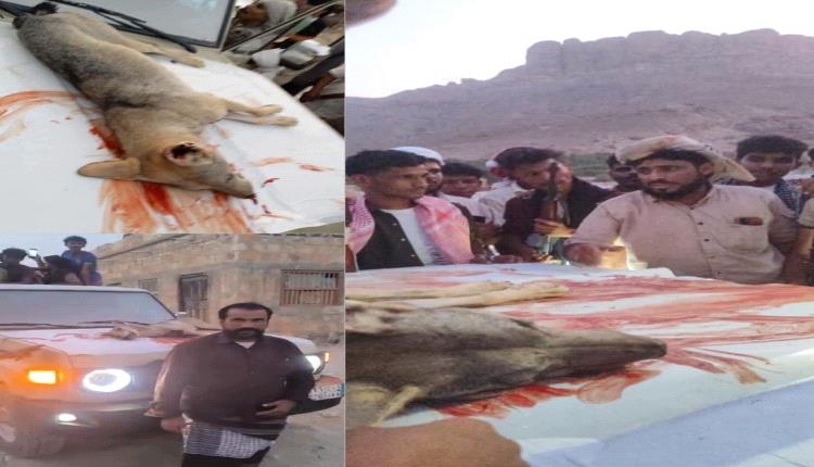 بعد افتراس 14 مواطن.. أهالي حضرموت ينهون رعب الذئب ويقضون عليه