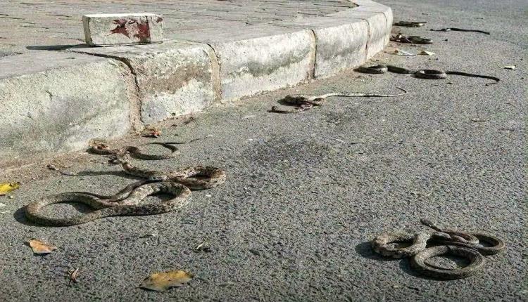 انتشار كثيف للثعابين في شوارع وأحياء هذه المدينة يثير رعب السكان