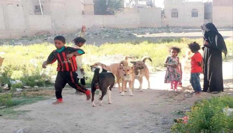 4 آلاف إصابة بداء الكلب و6 وفيات في اب والحوثي يتاجر بأزمة الأمصال