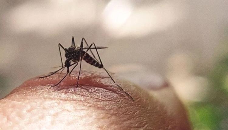 الهند تعتمد أول لقاح للوقاية من حمى الضنك