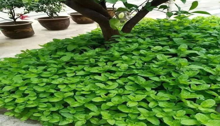 5 أعشاب طبيعية تساعد على النوم وتحسن جودته.. تعرف عليها
