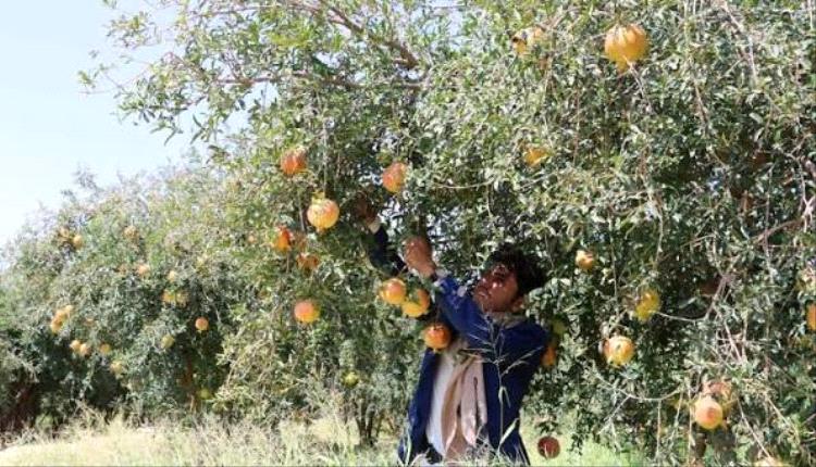 تحقيق يكشف الوجه الخفي لنهب صعدة.. الحوثي يصادر الأراضي ويجوع المزارعين تحت تهديد السلاح