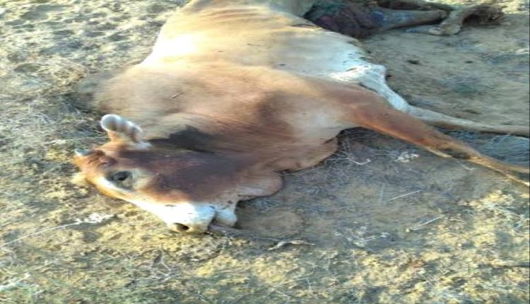 مرض مرعب برعاية الحوثي.. وباء فتاك يلتهم أكثر من 100 بقرة ومزارعون يستغيثون بالمنظمات الدولية