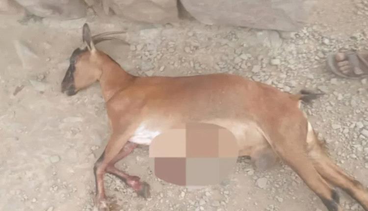 راعي ينجو بأعجوبة من موت محقق بعد استهدافه بنيران حوثية كثيفة غربي تعز