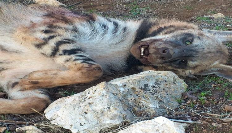 نهاية "وحش العرج".. الأهالي يقضون على حيوان مفترس أقلق قرى هذه المحافظة لأيام