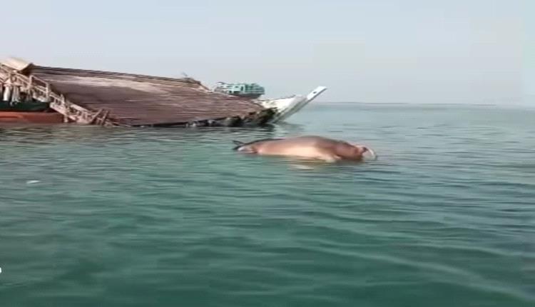 غرق سفينة محمّلة بالمواشي قبالة سواحل رأس العارة قادمة من هذه الدولة