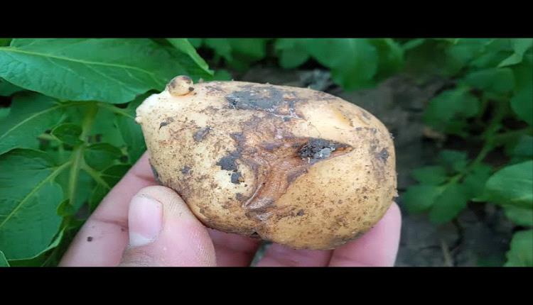قيادي حوثي يفضح ادخال جماعته 139طن من بذور الموت.. طاعون التربة يضرب 200 محصول بذمار