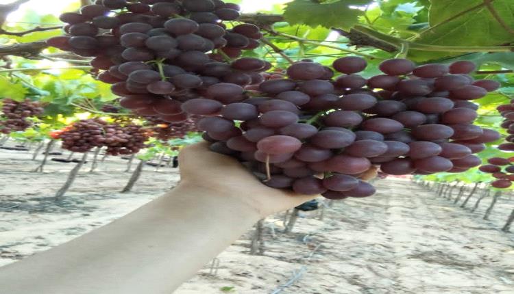 من خفض الكوليسترول إلى حماية الدماغ والأمعاء... 6 فوائد صحية مذهلة للعنب