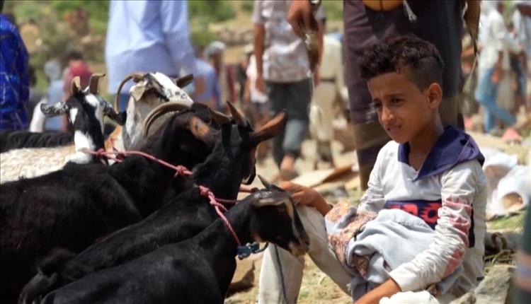 مع قدوم عيد الأضحى.. لا مرتبات وارتفاع جنوني في أسعار الأضاحي