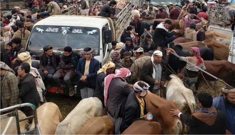 الحوثيون يصادرون أضاحي الفقراء والنازحين ويفرضون إتاوات جديدة على أسواق المواشي