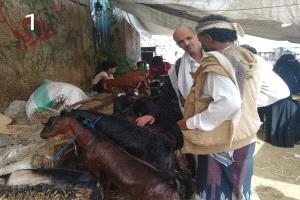 عيد بلا أضحية.. هل سيحرم الغلاء أطفال تعز من فرحة الأضحية ويحوّل العيد إلى كابوس؟