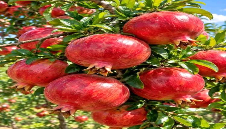 دراسة: مركب في بالرمان قد يحسّن وظائف القلب بنسبة تصل إلى 80 %