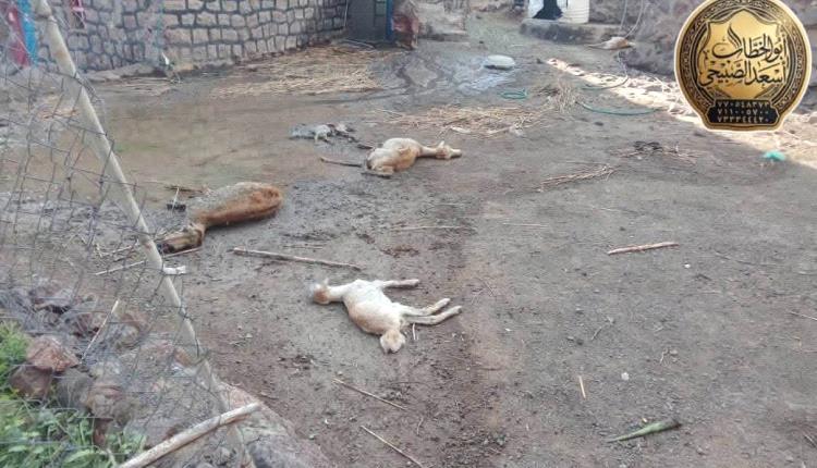 قبائل الصبيحة تواجه هجمات الحوثيين بثبات.. والأخير يقصف منازل ومدارس ومساجد