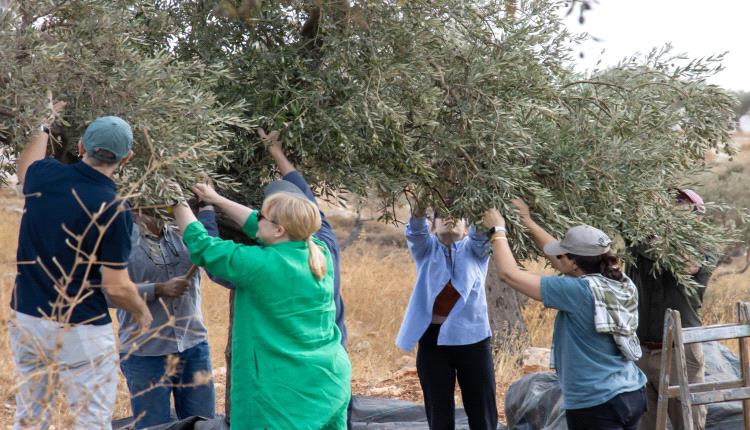 خبراء الأمم المتحدة يطالبون إسرائيل بحماية المزارعين الفلسطينيين في الضفة
