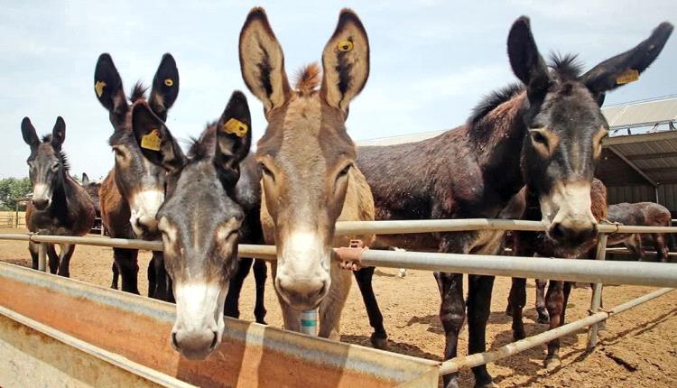 دراسة جديدة.. الجلوس 3 دقائق برفقة حمار أو حصان صغير يعدل المزاج