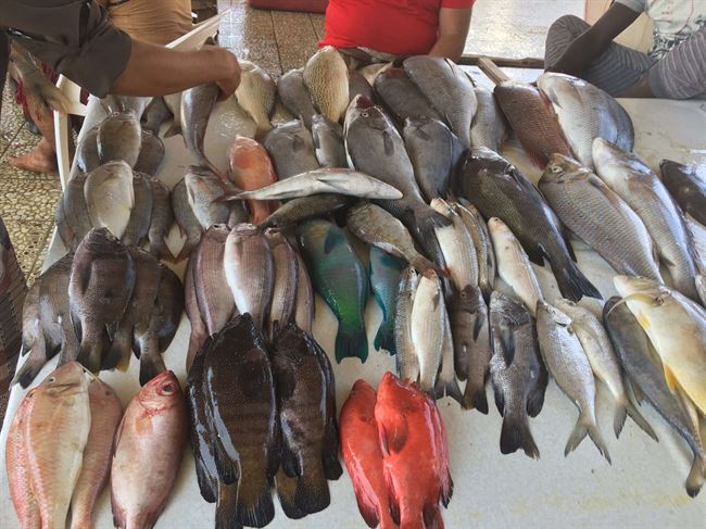 اسعار الاسماك اليوم الأربعاء 5 يناير بالعاصمة عدن