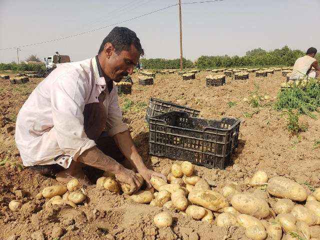 البرد والصقيع ترفع أسعار البطاطس في اليمن