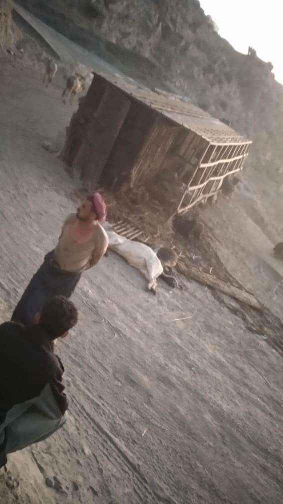 بالفيديو.. إنقلاب شاحنة كبيرة محملة بثيران خارجية بنقيل الجن ونفوق 12 ثور منها
