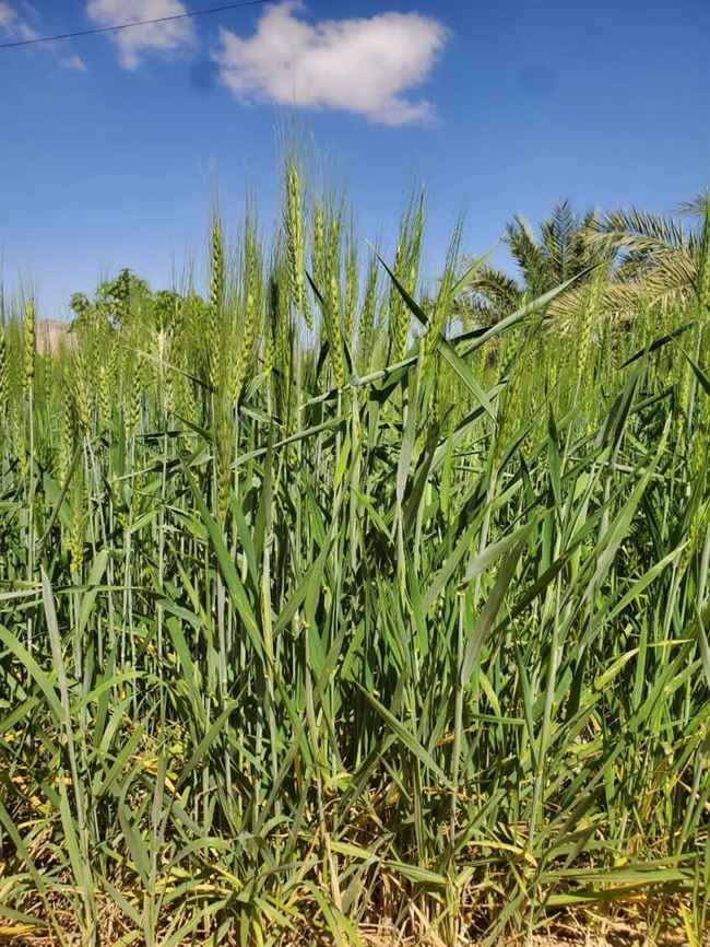 هل يستجيب محافظ شبوة؟.. مزارعون ينجحون في زراعة القمح ويطالبون السلطة بهذا الأمر !