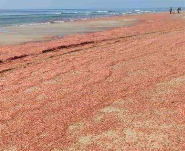 نفوق كميات كبيرة من الجمبري في سواحل المهرة لأول مرة ومصادر تكشف السبب
