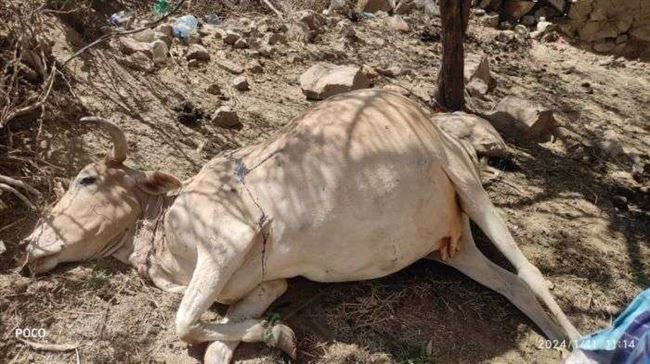 الضالع.. طيران حوثي يستهدف أطفال يرعون الأغنام