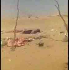 جثث ميليشيا الحوثي في مأرب تثير القلق 