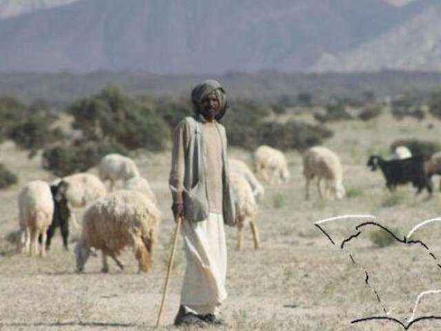 أغنام تهدد مخازن صواريخ الحوثي