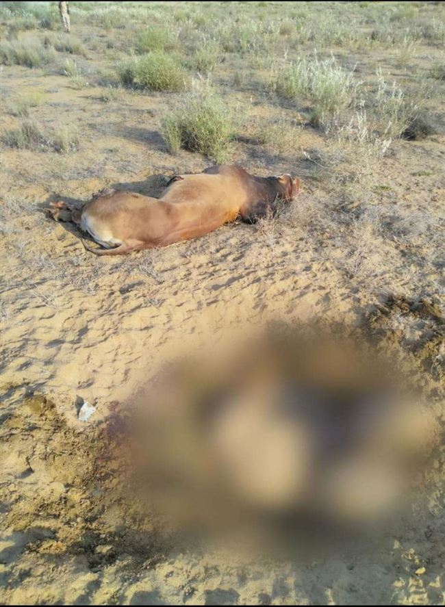 انفجار لغم حوثي ونفوق 3 أبقار في حجة