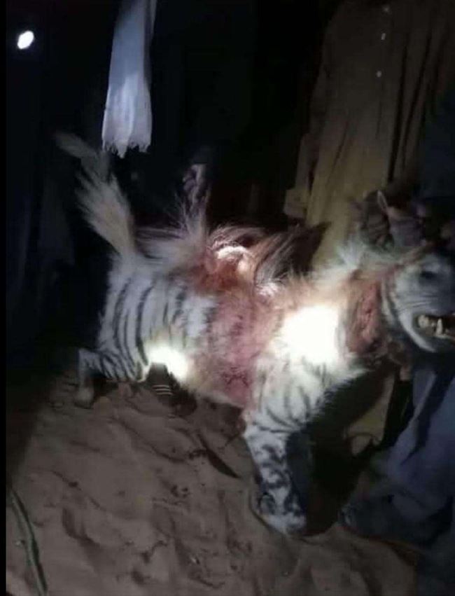 حيوان مفترس يهاجم شاب ويلتهم عضوه التناسلي بردفان.. صور مروعة
