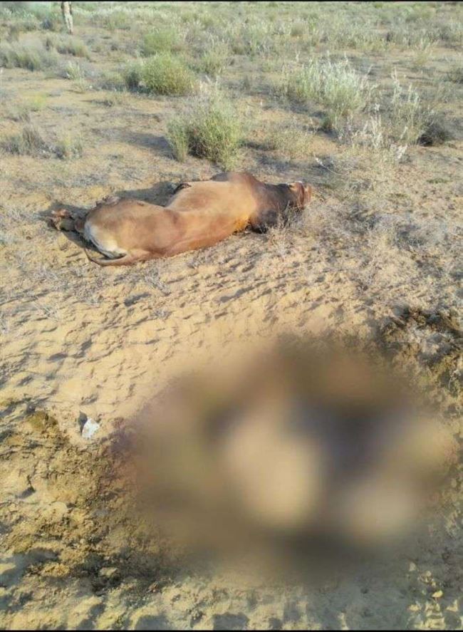 لغم حوثي يتسبب بخسارة كبيرة لمربي ماشية في حجة.. نجا من الموت بأعجوبة