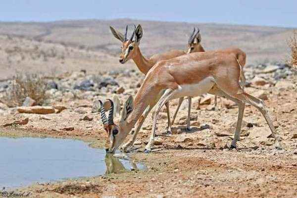صيد الحيوانات البرية النادرة في شبوة وحضرموت تثير حالة من الغضب والاستهجان