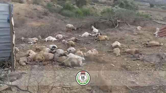 نفوق مواشي وجمال في انفجار لغم أرضي بمأرب