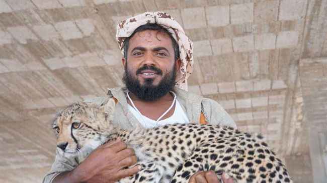 بالصور.. شاب يحتضن الفهود بعد امساكها بمنطقة تشتهر بالنمور والذئاب باليمن