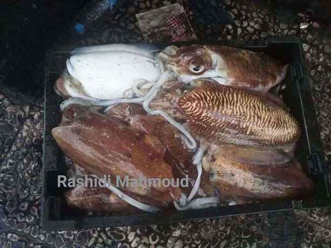صرف العملات يضرب الصيادين في سواحل عدن.. استغراب كبير
