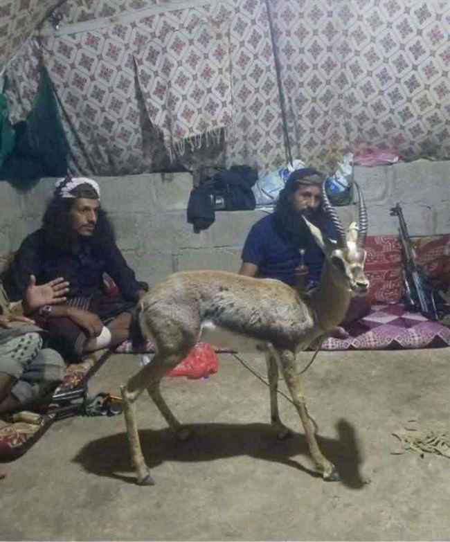 أخطر قيادات القاعدة يكتب نهايته بنفسه في الضالع.. جماعة صنعاء وقعت بالفخ