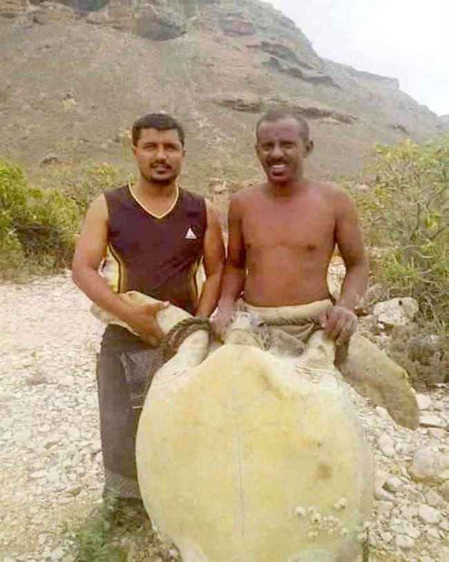 سلاحف سقطرى مهددة بالانقراض .. والوزير السقطري يتحرك لحمايتها