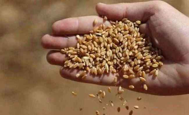 كبرى الشركات اليمنية المستوردة للقمح تدق ناقوس خطر المجاعه