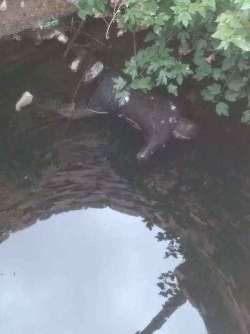 العثور على جثة شاب أجنبي طافية على سطح ماء بئر في ناصفة البيضاء.. شاهد