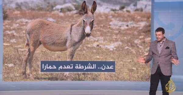 بالفيديو.. اعدام حمار في عدن يشعل الجدل في اليمن ويصل للقنوات الفضائية