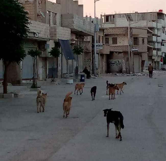 الكلاب الضالة تفتك بعشرات الاطفال في ذمار