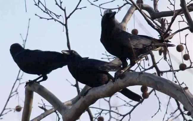 العثور على ذهب داخل عش غراب في عدن