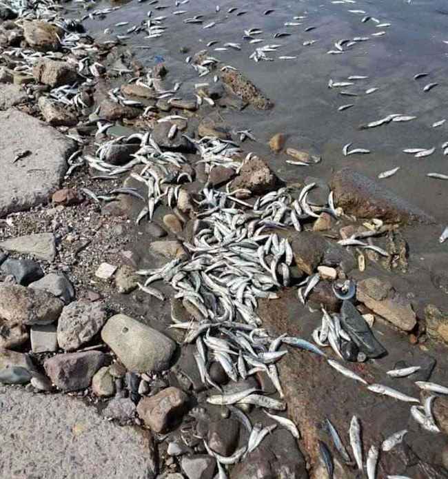 جهة حكومية تكشف سبب نفوق الأسماك في عدن وخروجها بشكل كثيف للساحل