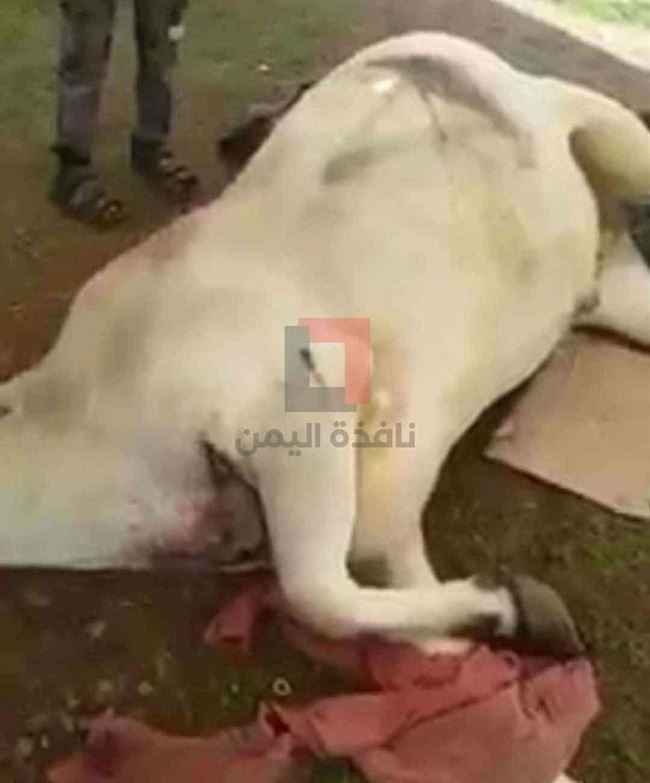 بالفيديو.. شيخ قبلي يقتل ثور ويصيب 2 أثناء أثناء حراثة الأرض بالعدين في جريمة مروعة