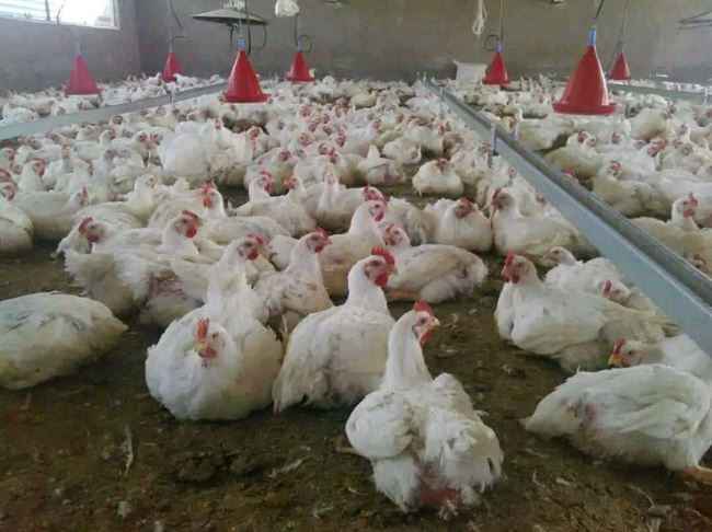 لدعم شركات تابعة لهم.. الحوثيون يحضرون استيراد هذه السلعة إلى مناطقهم