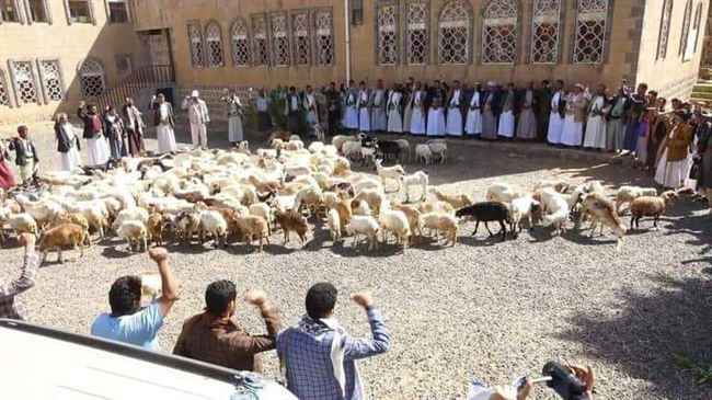 عبدالملك الحوثي يخدع أصحاب المواشي ويفرض عليهم تقديم مئات الرؤوس
